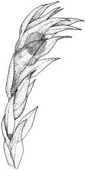 Pohlia wahlenbergii, apex of male plant. Drawn from E.A. Hodgson s.n., Jan. 1930, CHR 490471, and K.W. Allison 6090, CHR 490481.
 Image: R.C. Wagstaff © Landcare Research 2020 CC BY 4.0